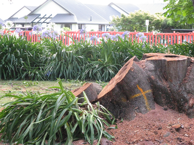 07. This tree wasn&#039;t very healthy. Cambridge Tree Trust